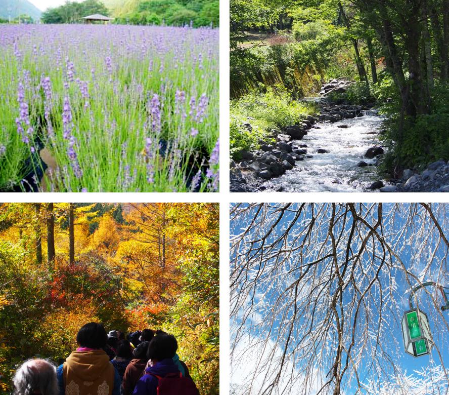 4枚の風景写真が上下左右に並んでいる。左上の写真は紫色の花畑を撮影した写真。手前から奥まで広い花畑が広がっており、奥には小さな建物の屋根が見える。右上の写真は川を撮影した写真。川には数個の岩があり、川の左側は緑の草が、川の右側には高い木が生えている。左下の写真は紅葉の写真。写真の奥と左右には黄色やオレンジ色に染まったきれいな景色が広がっており、その景色の中を数人の人々が列を作って歩いている。右下の写真は雪景色を撮影した写真。青空の下、木の枝に雪が積もっている、また木の枝の手前には緑のきれいな街頭が写っている。