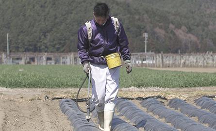 畑の中を歩く男性の写真。男性は紫のジャンパー、白い長ズボン、白い長靴を身に着けており、右手にホースのような農機具を持ち、目線は足元の畑を向いている。