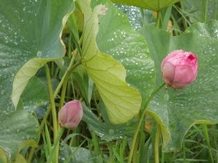 ハスの花の写真