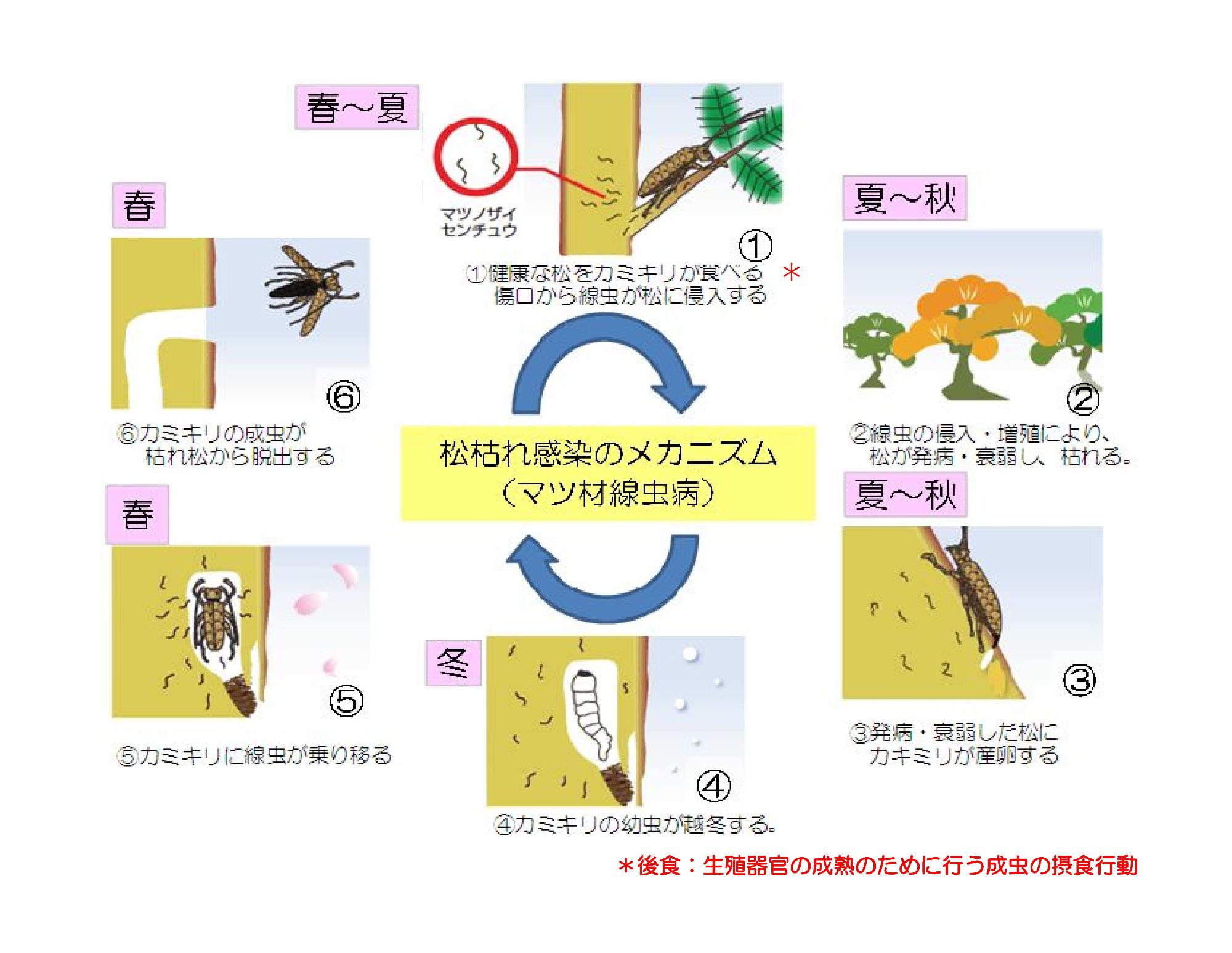 松くい虫のメカニズム