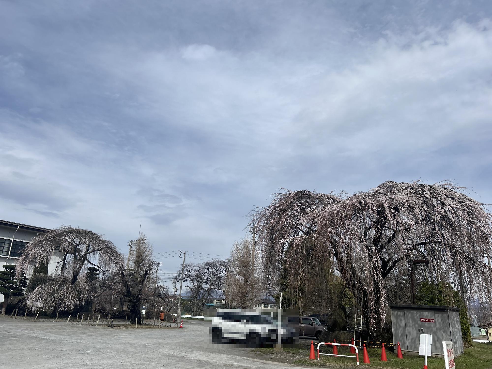 公民館しだれ桜